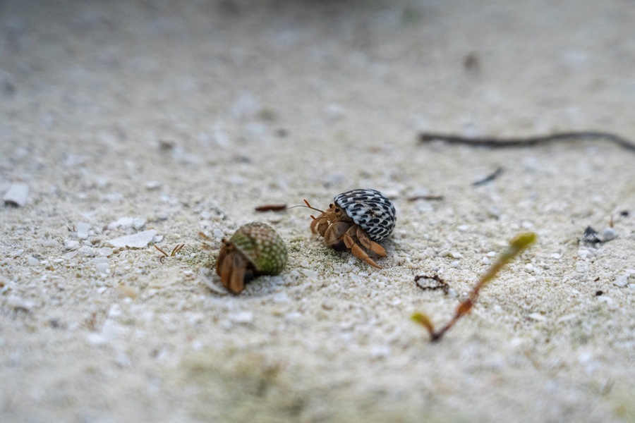 MSC Cruises Responsible Shore Excursions Protectours Ocean Cay Marine Reserve - Conrad Schutt .jpg